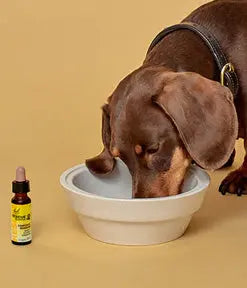 Pets Nelson Pharmacies Limited