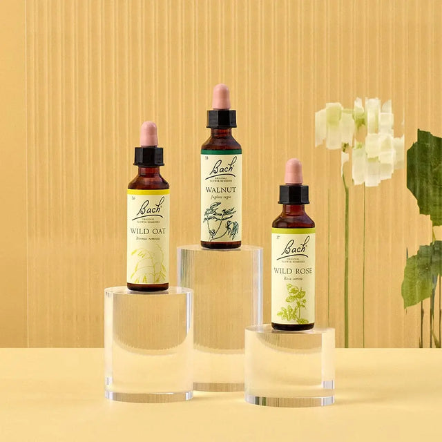 There are three on the top of three rounded transparent bases from left to right: on top pf the medium base is Bach™ Original Flower Remedies Wild Oat, on the top of the large base is Bach™  Original Flower Remedies Walnut , and on top of the small base is Bach™ Original Flower Remedies Wild Rose. There is a  white flower against a transparent background.