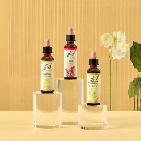 There are three essences on top of three rounded transparent bases from  left to right: on top of the medium base is Bach™  Original Flower Remedies Gorse, on top of the large base is Bach™  Original Flower Remedy Pine, and on top of the small base is Bach™ Original Flower Remedies Mustard. There is a white background against a transparent background.