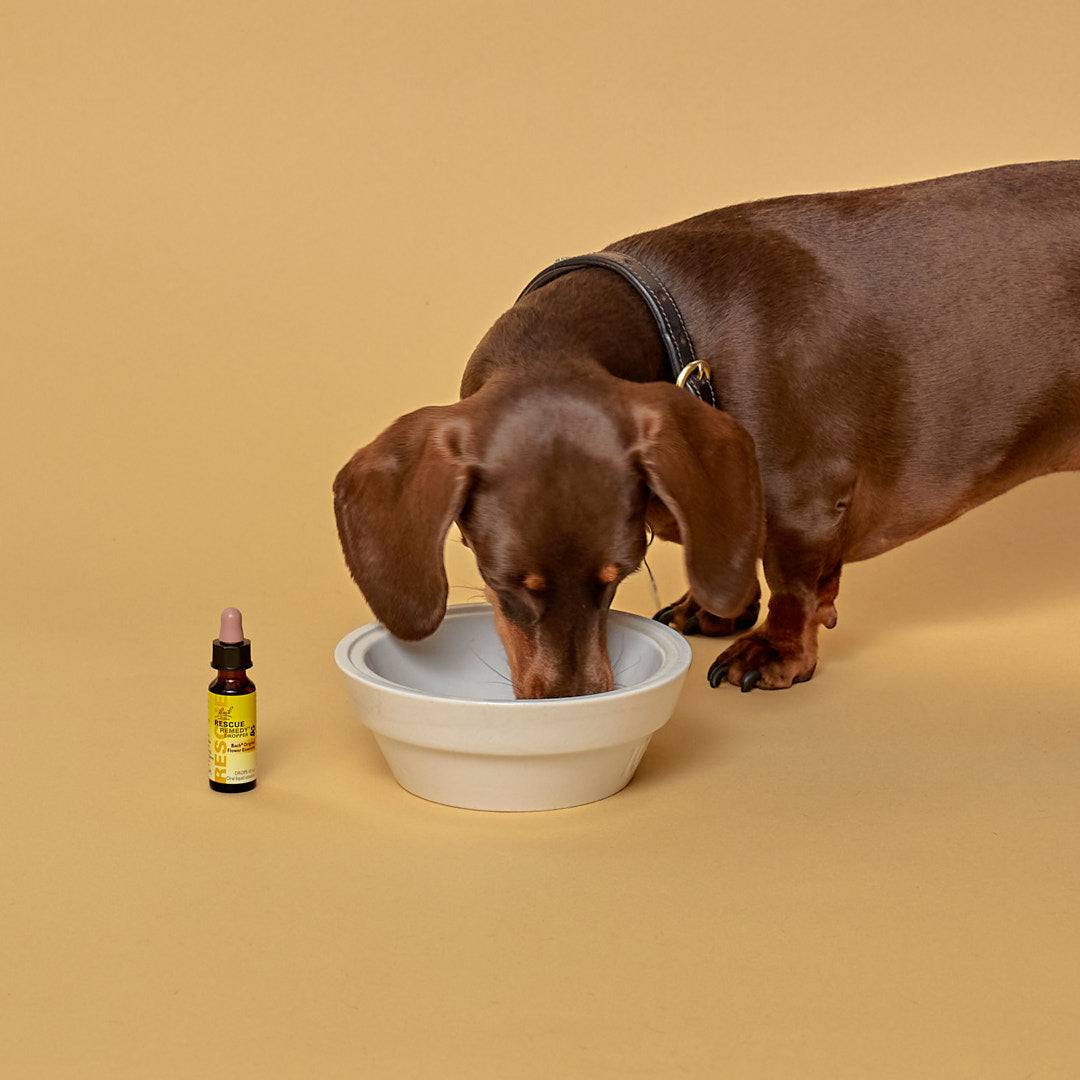 A Dachshund drinking water from a bowl next to Rescue Pets Dropper.